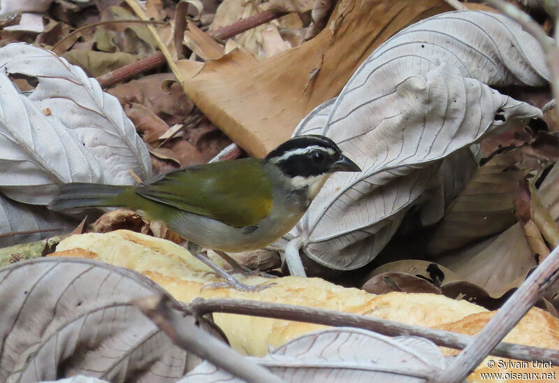 Pectoral Sparrow female adult