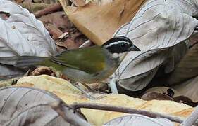 Pectoral Sparrow