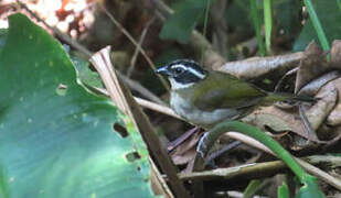 Pectoral Sparrow