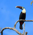 Toucan à bec rouge