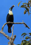 Toucan à bec rouge