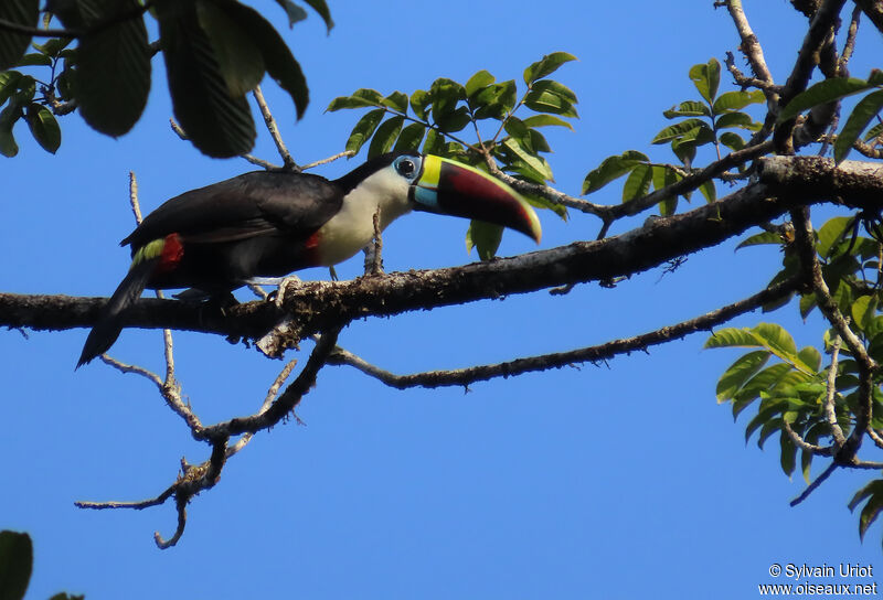 Toucan à bec rougeadulte