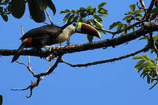 Toucan à bec rouge