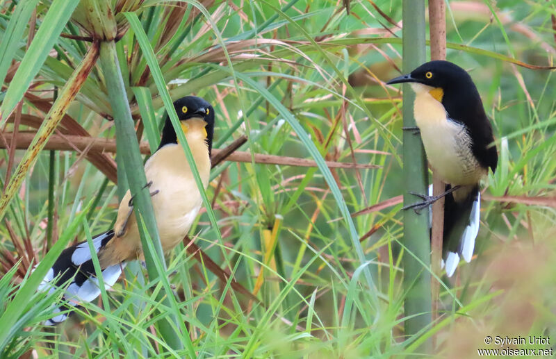 Black-capped Donacobiusadult, courting display