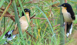 Black-capped Donacobius