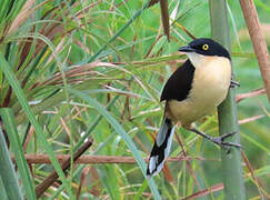 Black-capped Donacobius