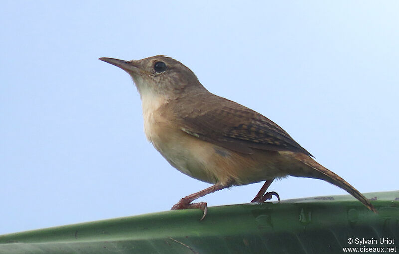 Southern House Wren