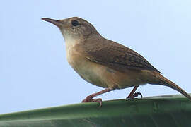 Southern House Wren