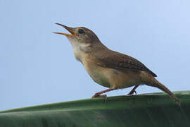 Southern House Wren