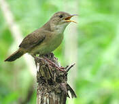 Troglodyte austral