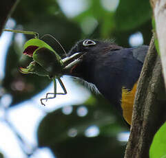 Trogon à queue blanche