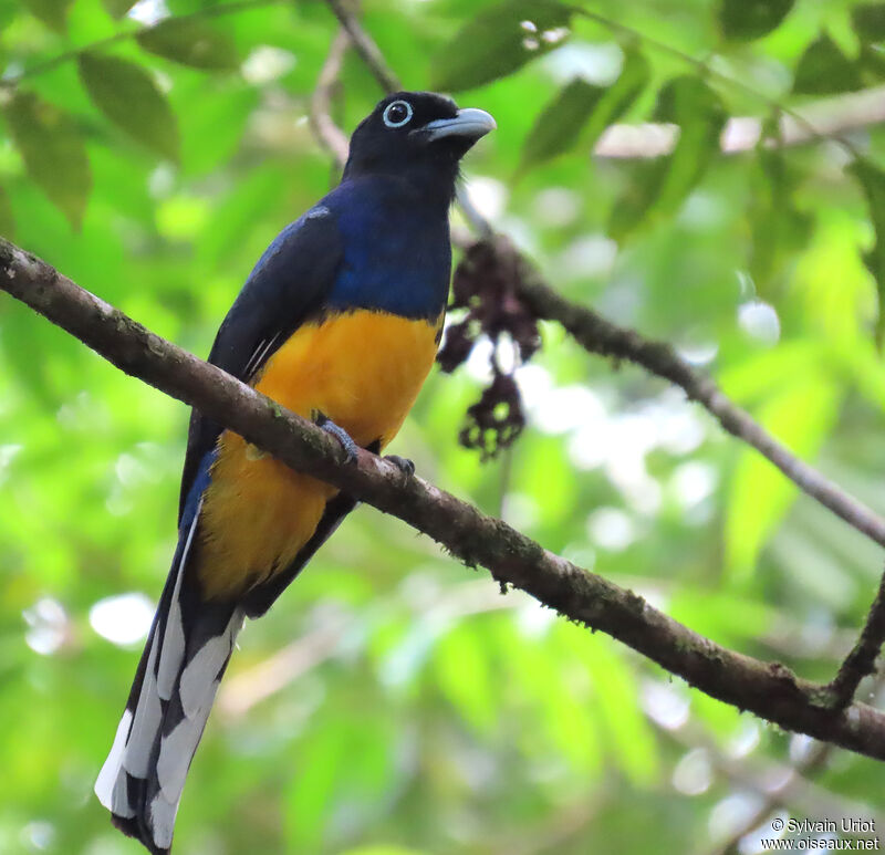 Green-backed Trogon male adult