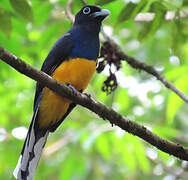 Green-backed Trogon