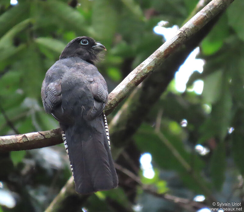 Green-backed Trogon female adult