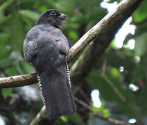 Green-backed Trogon