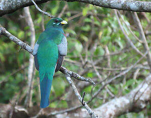 Trogon narina