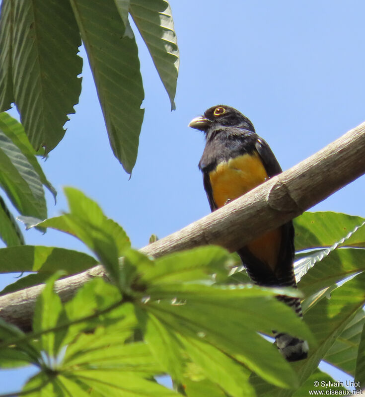 Trogon violacé mâle adulte