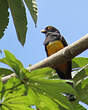 Trogon violacé