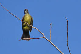 Dusky-chested Flycatcher