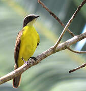 Rusty-margined Flycatcher