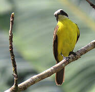 Rusty-margined Flycatcher