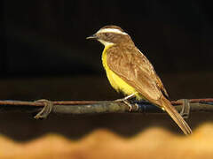 Rusty-margined Flycatcher