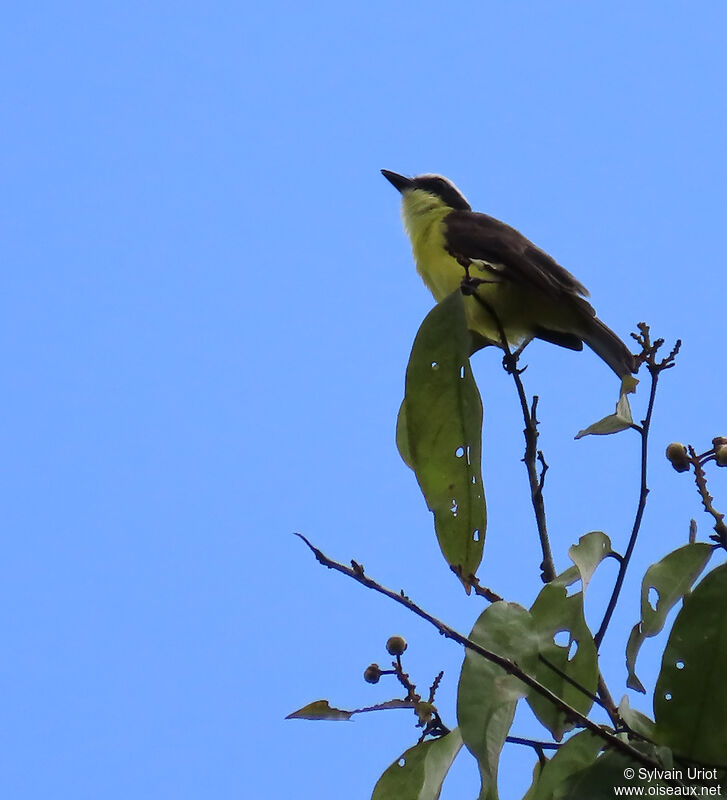 Yellow-throated Flycatcheradult