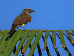 Sulphury Flycatcher