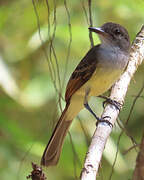 Short-crested Flycatcher