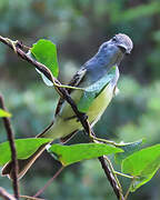 Short-crested Flycatcher