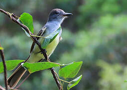 Short-crested Flycatcher