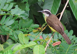 Lesser Kiskadee