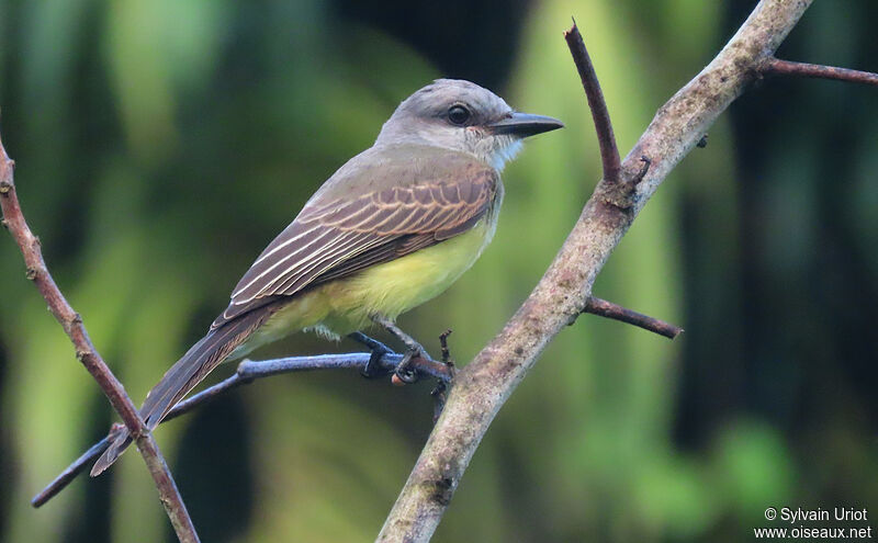Tropical Kingbirdjuvenile
