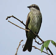 Piratic Flycatcher