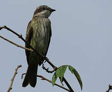 Piratic Flycatcher