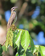 Piratic Flycatcher