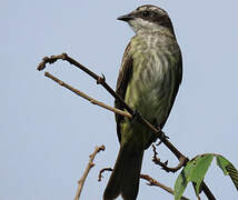 Piratic Flycatcher