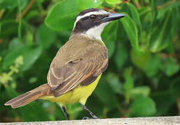 Great Kiskadee