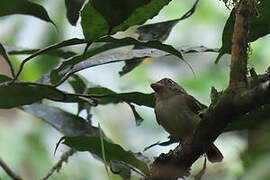 Western Olivaceous Flatbill