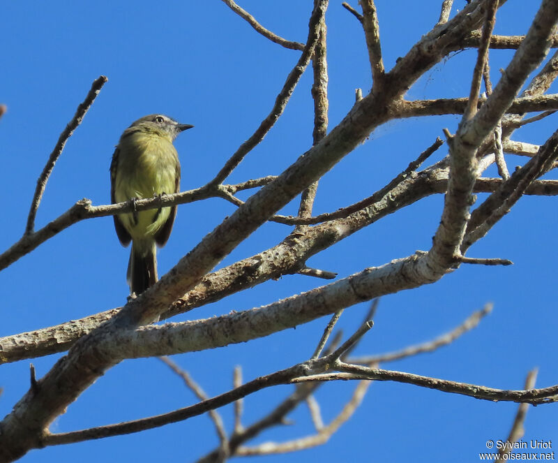 Pale-tipped Ineziaadult