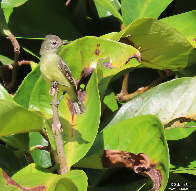 Southern Beardless Tyrannuletadult