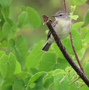 Tyranneau passegris