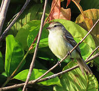 Southern Mouse-colored Tyrannulet