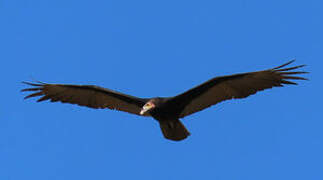 Lesser Yellow-headed Vulture