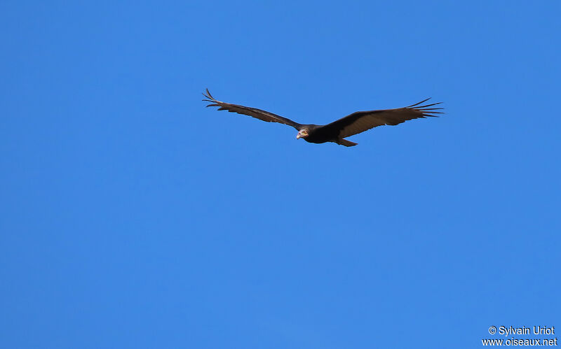 Lesser Yellow-headed Vulture