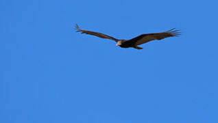 Lesser Yellow-headed Vulture