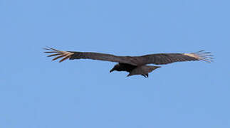 Black Vulture