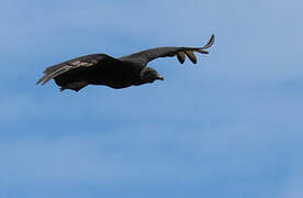 Black Vulture