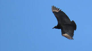 Black Vulture