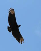 Black Vulture